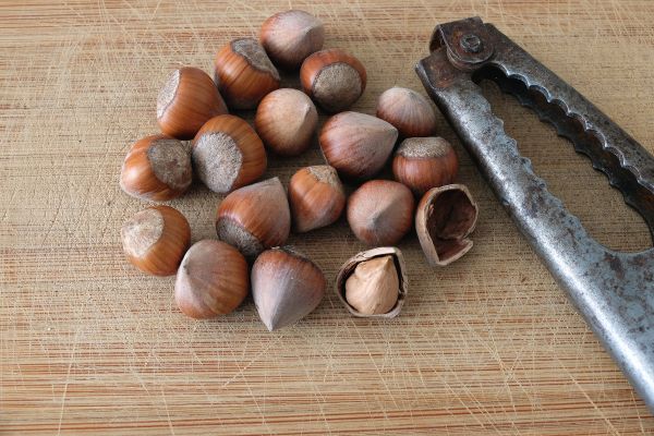نمای نزدیک فندق با پوست طبیعی اشکورات رودسر گیلان – محصول ارگانیک برند آیاز 