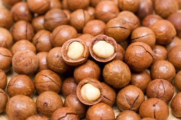 مغز ماکادمیا خام با کیفیت بالا

