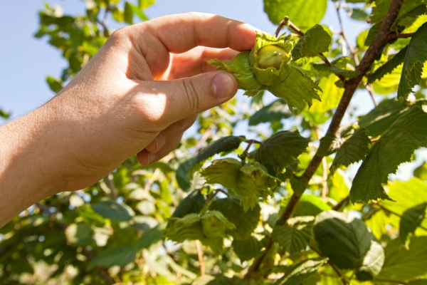 فندق چیتی در اشکورات